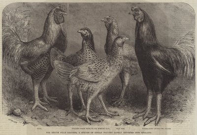 La Begum Pilly Gaguzes, una especie de aves de corral indias recientemente importadas a Inglaterra de Friedrich Wilhelm Keyl